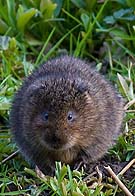 6150 Water Vole Chris Gilbert, Ravenseye Gallery, Peak District, Photographs, Courses